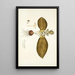 Eucomis bifolia - Nikolaus Joseph Freiherr von Jacquin — ingelijst kunstwerk aan de muur