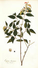 Eugenia baruensis - Nikolaus Joseph Freiherr von Jacquin — weergave van het kunstwerk