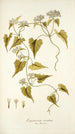 Eupatorium scandens - Nikolaus Joseph Freiherr von Jacquin — weergave van het kunstwerk