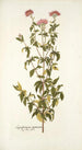 Eupatorium syriacum - Nikolaus Joseph Freiherr von Jacquin — weergave van het kunstwerk