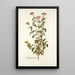 Eupatorium syriacum - Nikolaus Joseph Freiherr von Jacquin — ingelijst kunstwerk aan de muur