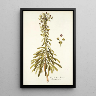 Nikolaus Joseph Freiherr von Jacquin - Euphorbia characias.webp