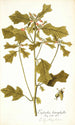 Euphorbia cyathophora - Nikolaus Joseph Freiherr von Jacquin — weergave van het kunstwerk