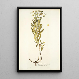 Nikolaus Joseph Freiherr von Jacquin - Euphorbia divaricata.webp