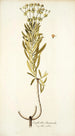 Euphorbia divaricata - Nikolaus Joseph Freiherr von Jacquin — weergave van het kunstwerk