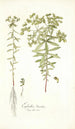 Euphorbia literata - Nikolaus Joseph Freiherr von Jacquin — weergave van het kunstwerk