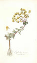 Euphorbia nicaeensis - Nikolaus Joseph Freiherr von Jacquin — weergave van het kunstwerk