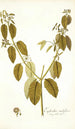 Euphorbia nudiflora - Nikolaus Joseph Freiherr von Jacquin — weergave van het kunstwerk