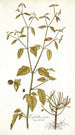 Euphorbia picta - Nikolaus Joseph Freiherr von Jacquin — weergave van het kunstwerk