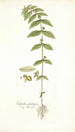 Euphorbia pilulifera - Nikolaus Joseph Freiherr von Jacquin — weergave van het kunstwerk