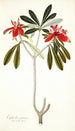 Euphorbia punicea - Nikolaus Joseph Freiherr von Jacquin — weergave van het kunstwerk