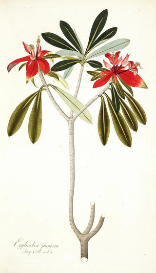 Nikolaus Joseph Freiherr von Jacquin - Euphorbia punicea.webp