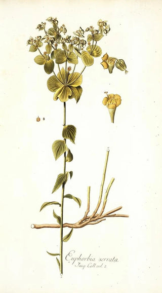 Nikolaus Joseph Freiherr von Jacquin - Euphorbia serrata.webp