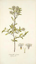 Fothergilla gardeni - Nikolaus Joseph Freiherr von Jacquin — weergave van het kunstwerk