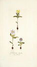 Galaxia ovata - Nikolaus Joseph Freiherr von Jacquin — weergave van het kunstwerk