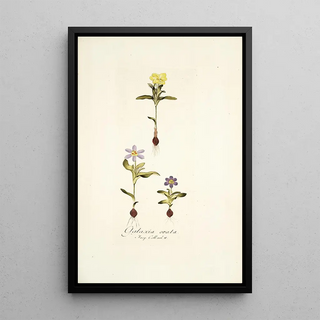 Nikolaus Joseph Freiherr von Jacquin - Galaxia ovata.webp