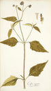 Galea aspera - Nikolaus Joseph Freiherr von Jacquin — weergave van het kunstwerk