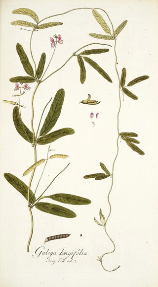 Nikolaus Joseph Freiherr von Jacquin - Galega longifolia.webp