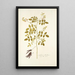 Galega ochroleuca - Nikolaus Joseph Freiherr von Jacquin — ingelijst kunstwerk aan de muur