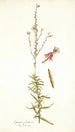 Gaura fruticosa - Nikolaus Joseph Freiherr von Jacquin — weergave van het kunstwerk