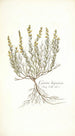 Genista hispanica - Nikolaus Joseph Freiherr von Jacquin — weergave van het kunstwerk