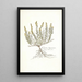 Genista hispanica - Nikolaus Joseph Freiherr von Jacquin — ingelijst kunstwerk aan de muur