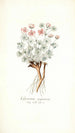 Geranium argenteum - Nikolaus Joseph Freiherr von Jacquin — weergave van het kunstwerk