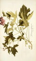 Geranium glutinosum - Nikolaus Joseph Freiherr von Jacquin — weergave van het kunstwerk