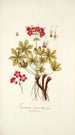Geranium macrorrhizum - Nikolaus Joseph Freiherr von Jacquin — weergave van het kunstwerk