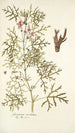 Geranium revolutum - Nikolaus Joseph Freiherr von Jacquin — weergave van het kunstwerk