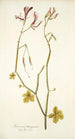 Geranium tetragonum - Nikolaus Joseph Freiherr von Jacquin — weergave van het kunstwerk