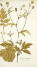 Geum aleppicum - Nikolaus Joseph Freiherr von Jacquin — weergave van het kunstwerk