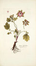 Geum hybridum - Nikolaus Joseph Freiherr von Jacquin — weergave van het kunstwerk