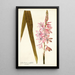 Gladioli iridifolii - Nikolaus Joseph Freiherr von Jacquin — ingelijst kunstwerk aan de muur