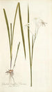 Gladioli longiflori varietas - Nikolaus Joseph Freiherr von Jacquin — weergave van het kunstwerk