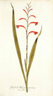 Gladioli meriani varietas - Nikolaus Joseph Freiherr von Jacquin — weergave van het kunstwerk