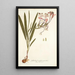 Gladioli tubati varietas - Nikolaus Joseph Freiherr von Jacquin — ingelijst kunstwerk aan de muur