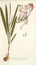 Gladioli tubati varietas - Nikolaus Joseph Freiherr von Jacquin — weergave van het kunstwerk