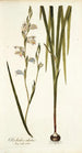 Gladiolus alatus - Nikolaus Joseph Freiherr von Jacquin — weergave van het kunstwerk