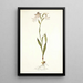 Gladiolus albidus - Nikolaus Joseph Freiherr von Jacquin — ingelijst kunstwerk aan de muur