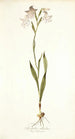 Gladiolus albidus - Nikolaus Joseph Freiherr von Jacquin — weergave van het kunstwerk