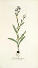 Gladiolus anceps - Nikolaus Joseph Freiherr von Jacquin — weergave van het kunstwerk