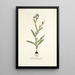 Gladiolus anceps - Nikolaus Joseph Freiherr von Jacquin — ingelijst kunstwerk aan de muur