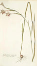 Gladiolus angustus - Nikolaus Joseph Freiherr von Jacquin — weergave van het kunstwerk