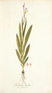 Gladiolus bicolor - Nikolaus Joseph Freiherr von Jacquin — weergave van het kunstwerk