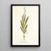 Gladiolus bicolor - Nikolaus Joseph Freiherr von Jacquin — ingelijst kunstwerk aan de muur