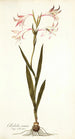 Gladiolus carneus - Nikolaus Joseph Freiherr von Jacquin — weergave van het kunstwerk