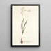 Gladiolus crispus - Nikolaus Joseph Freiherr von Jacquin — ingelijst kunstwerk aan de muur