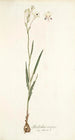 Gladiolus crispus - Nikolaus Joseph Freiherr von Jacquin — weergave van het kunstwerk