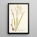Gladiolus cuspidatus - Nikolaus Joseph Freiherr von Jacquin — ingelijst kunstwerk aan de muur